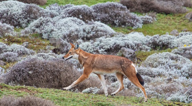 The endemic and rare Ethiopian Wolf in Bale Mountains National Park
